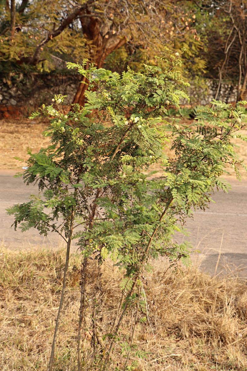 Leucaena leucocephala Leucaena leucocephala