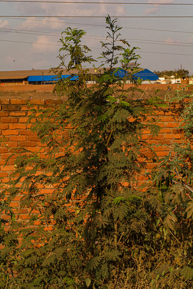 Leucaena leucocephala Leucaena leucocephala