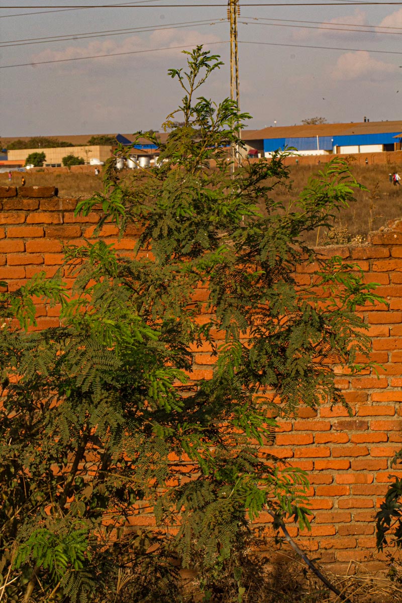 Leucaena leucocephala Leucaena leucocephala