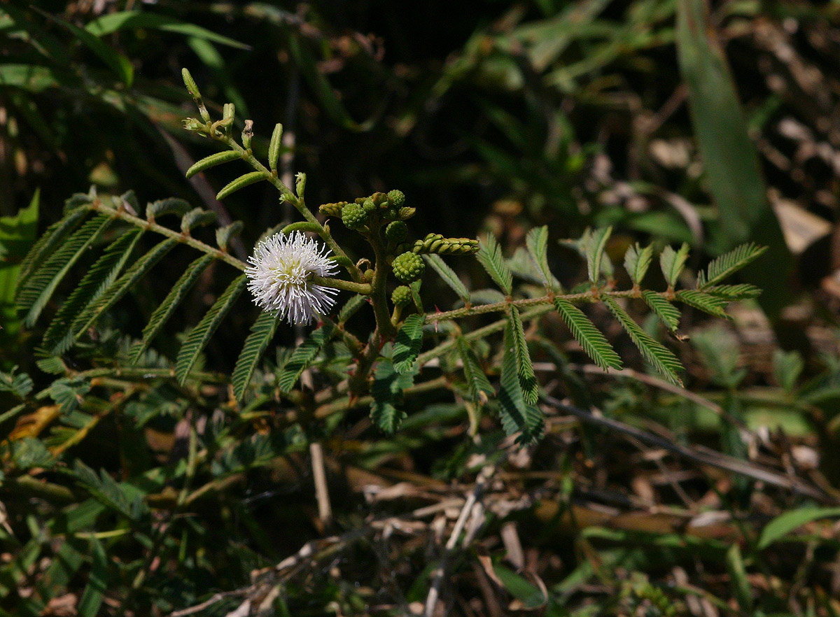 Mimosa pigra Mimosa pigra