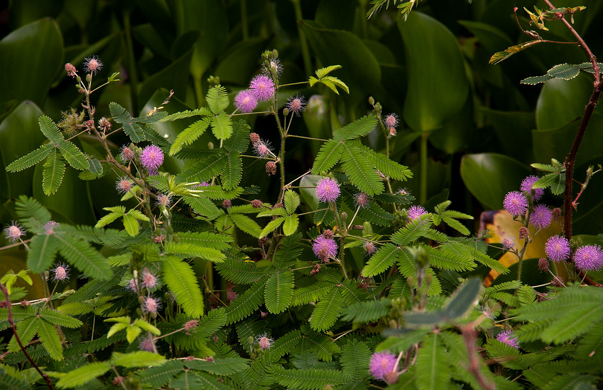 Mimosa pudica Mimosa pudica