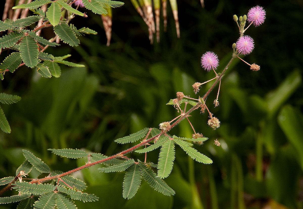 Mimosa pudica