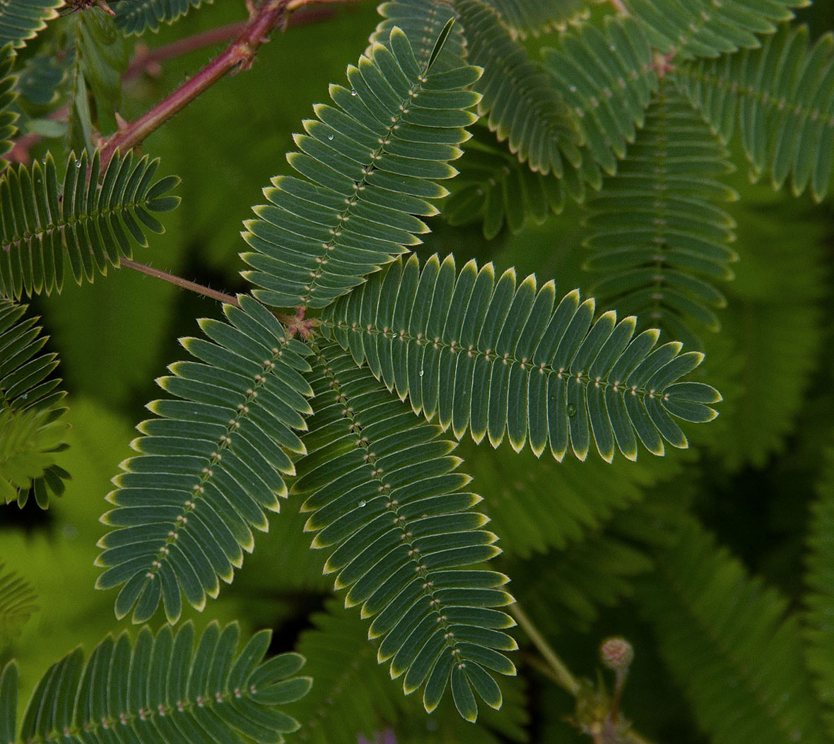 Mimosa pudica Mimosa pudica