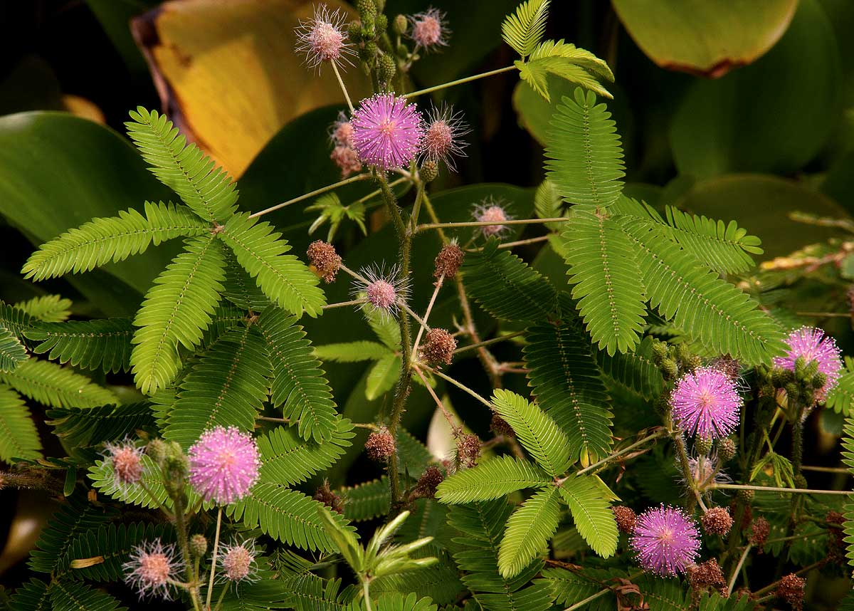 Mimosa pudica Mimosa pudica