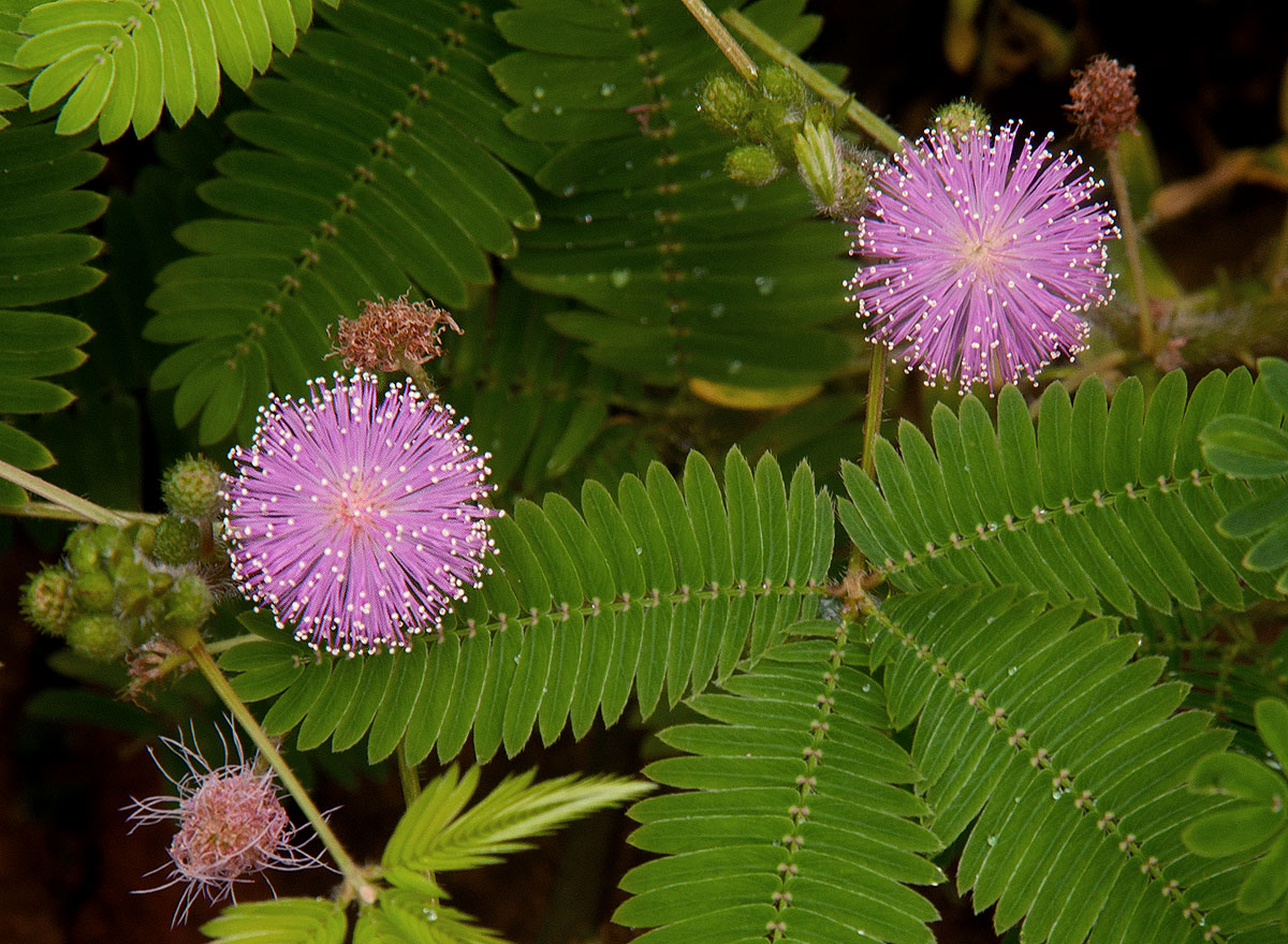 Mimosa pudica Mimosa pudica