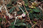 Mimosa pudica