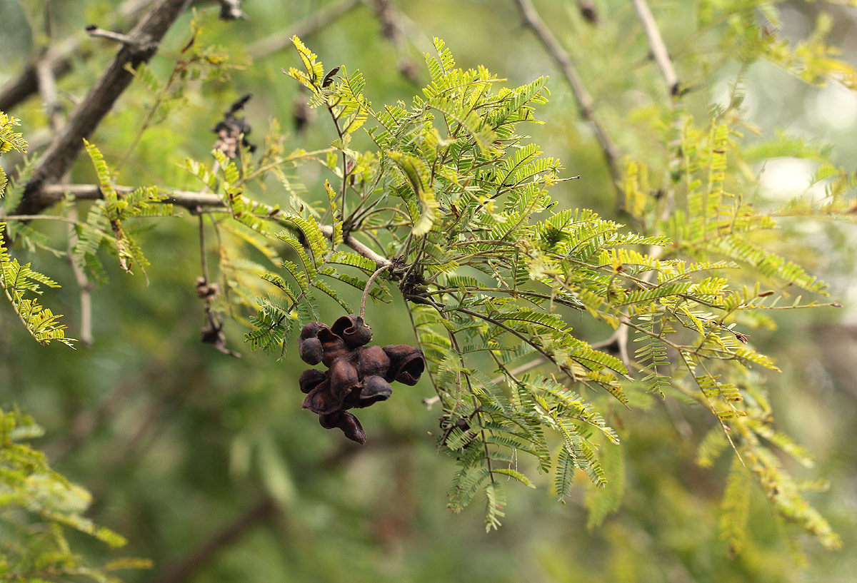 Dichrostachys cinerea