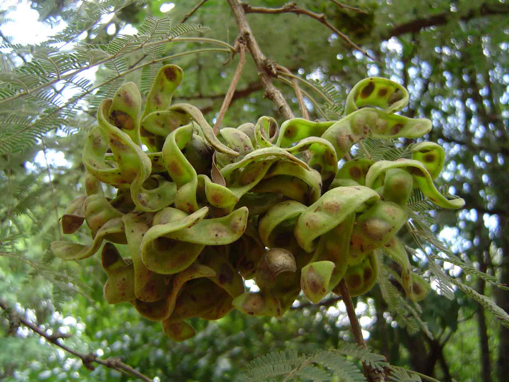 Dichrostachys cinerea