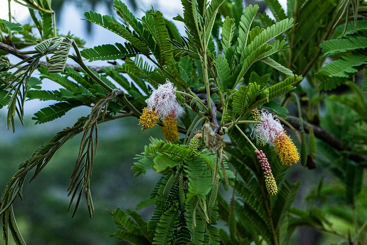 Dichrostachys cinerea Dichrostachys cinerea