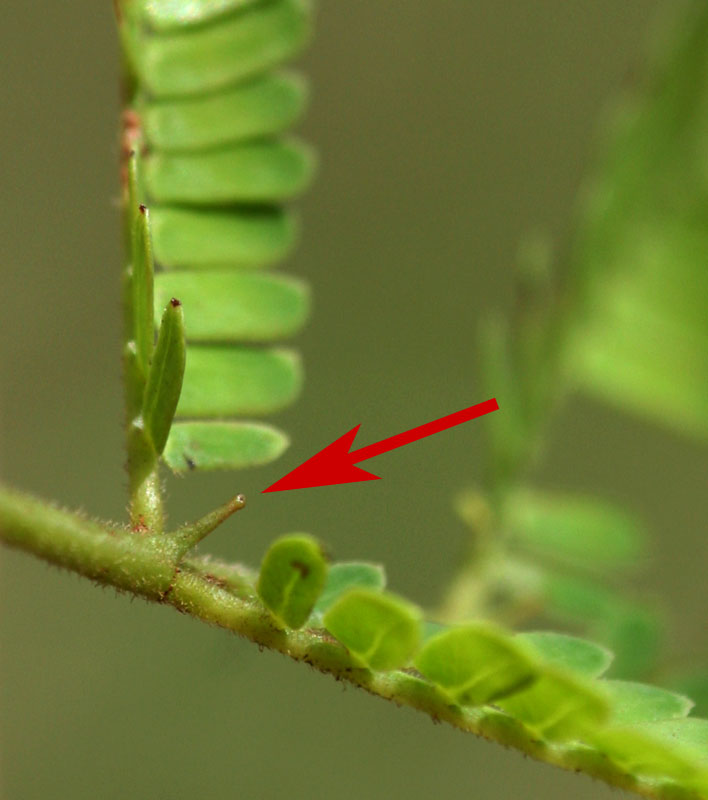 Dichrostachys cinerea Dichrostachys cinerea