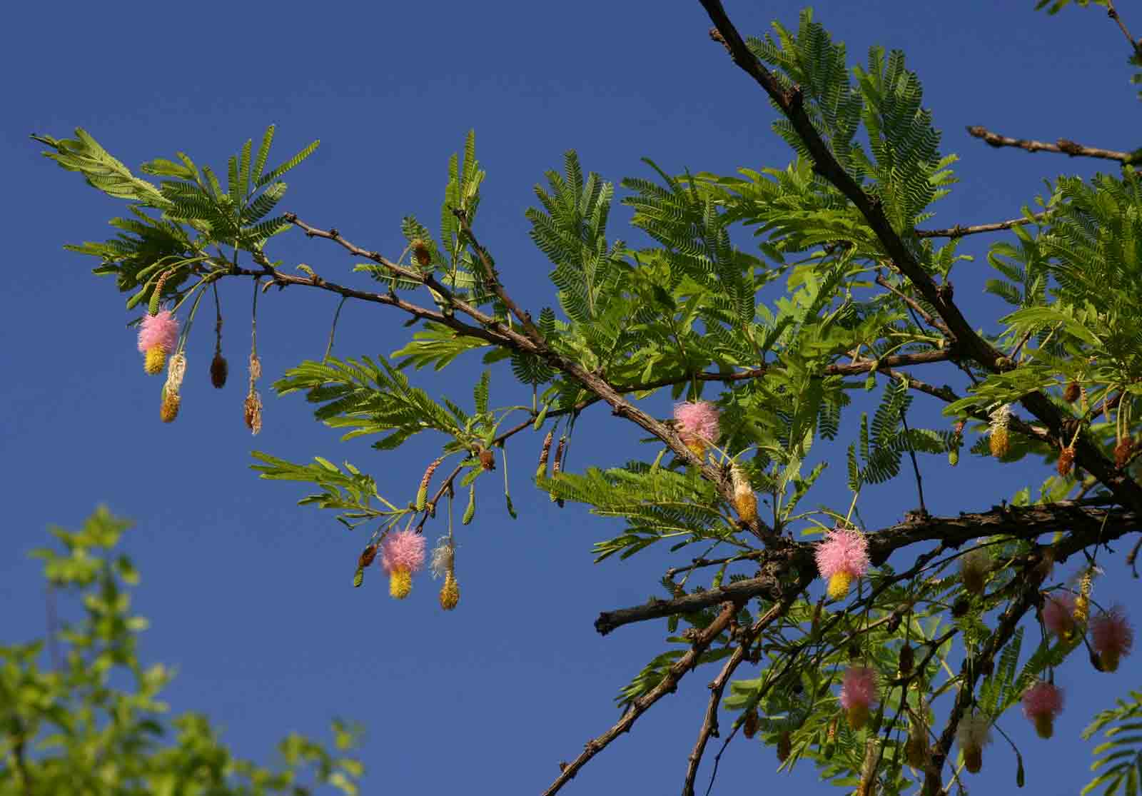 Dichrostachys cinerea