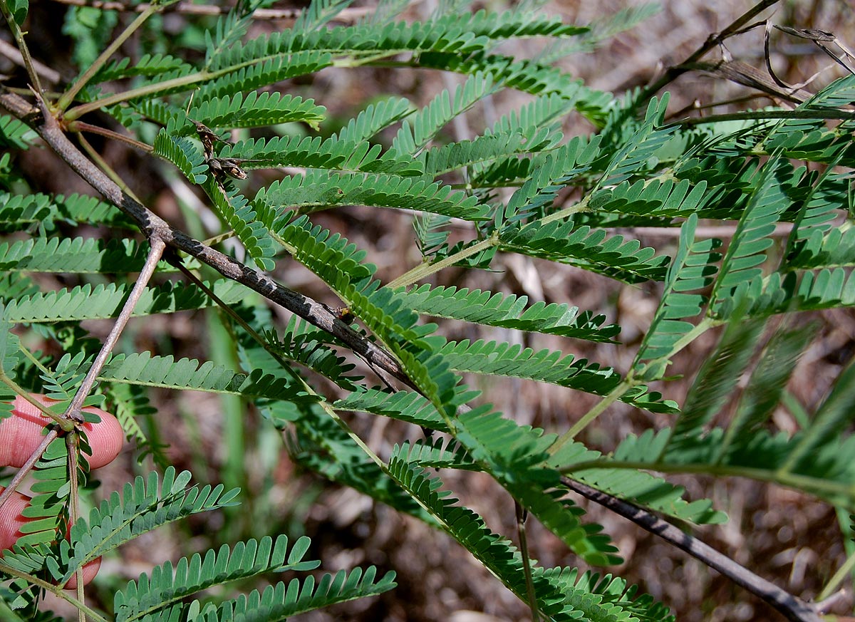 Dichrostachys cinerea Dichrostachys cinerea