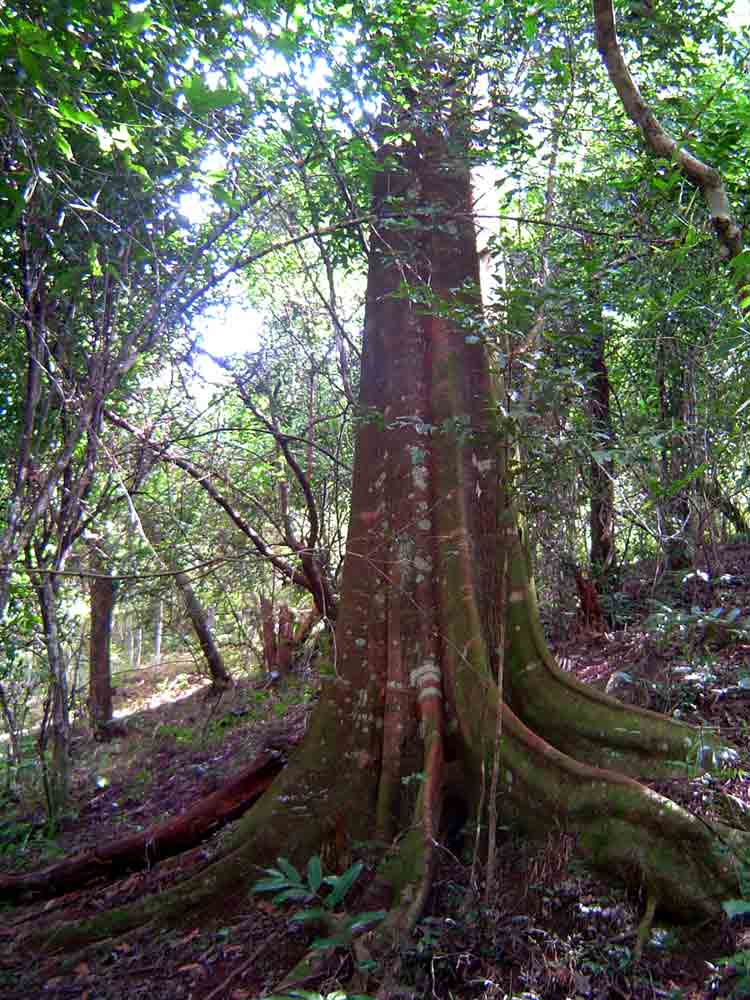 Newtonia buchananii Newtonia buchananii