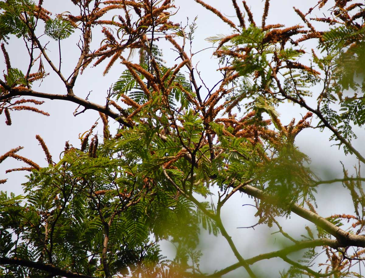 Newtonia buchananii Newtonia buchananii