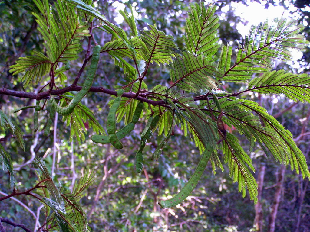 Newtonia buchananii
