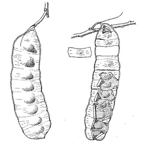 Entada abyssinica Entada abyssinica