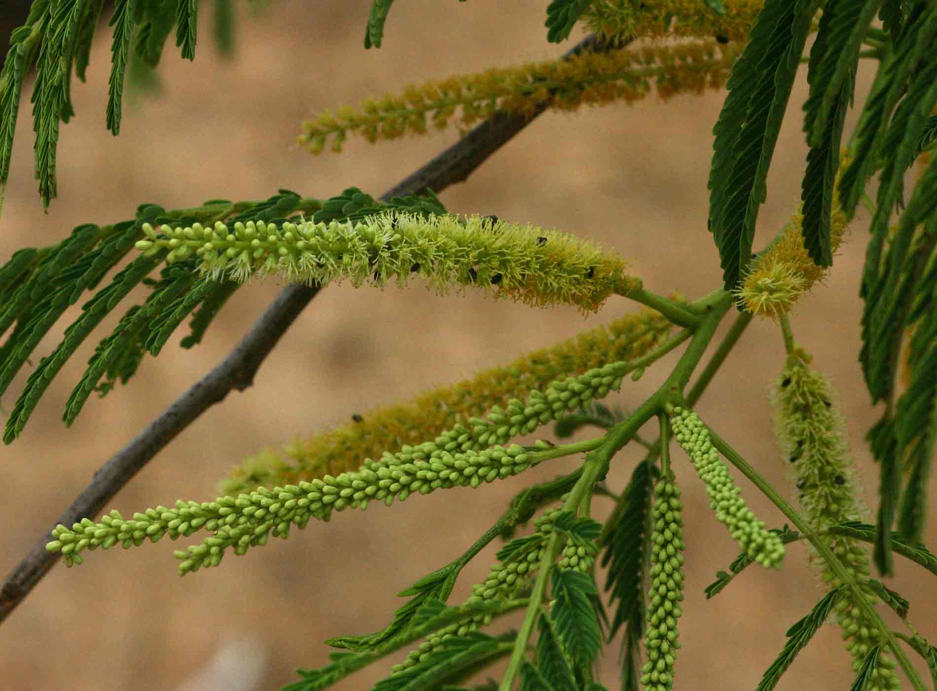 Entada abyssinica Entada abyssinica