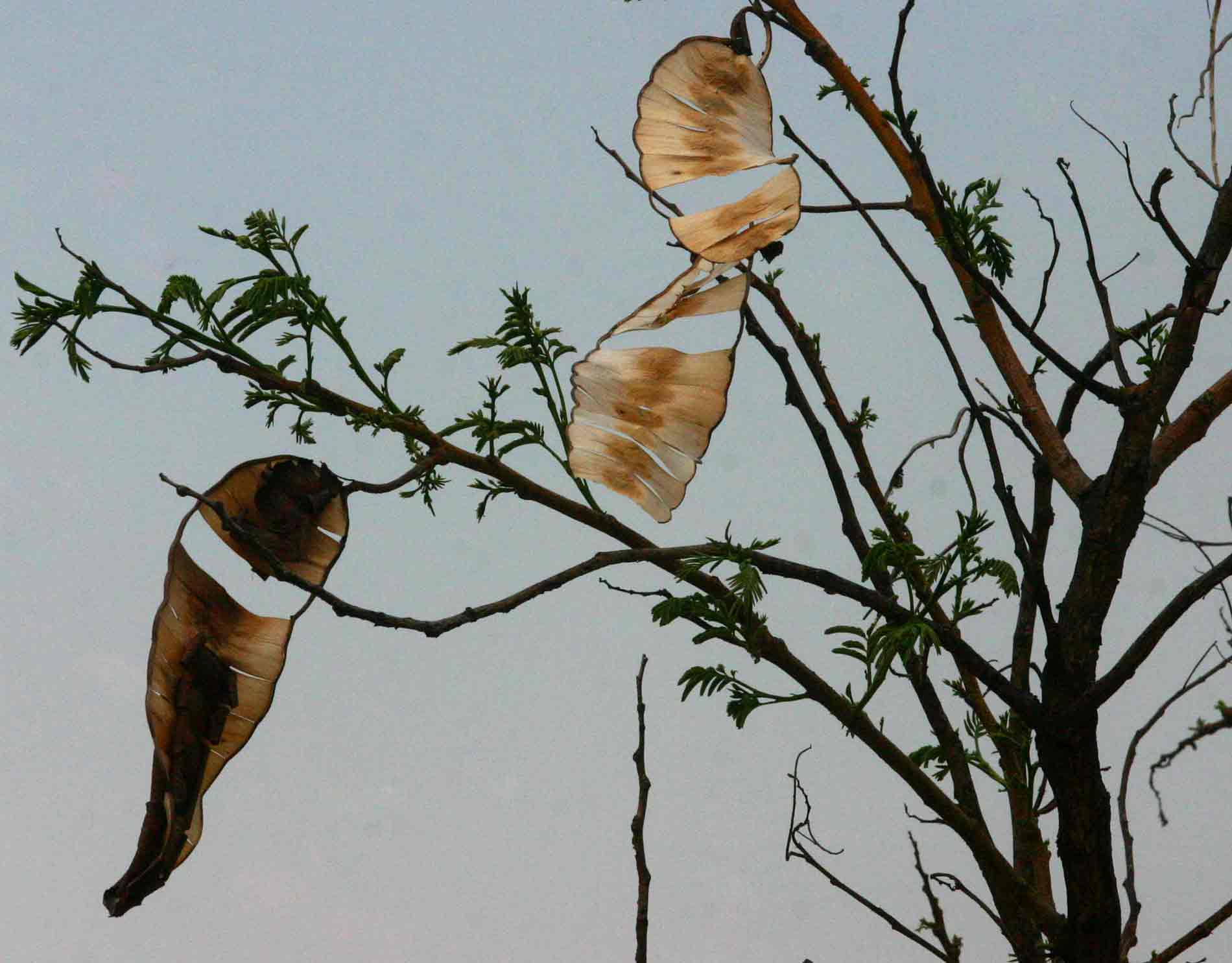 Entada abyssinica Entada abyssinica