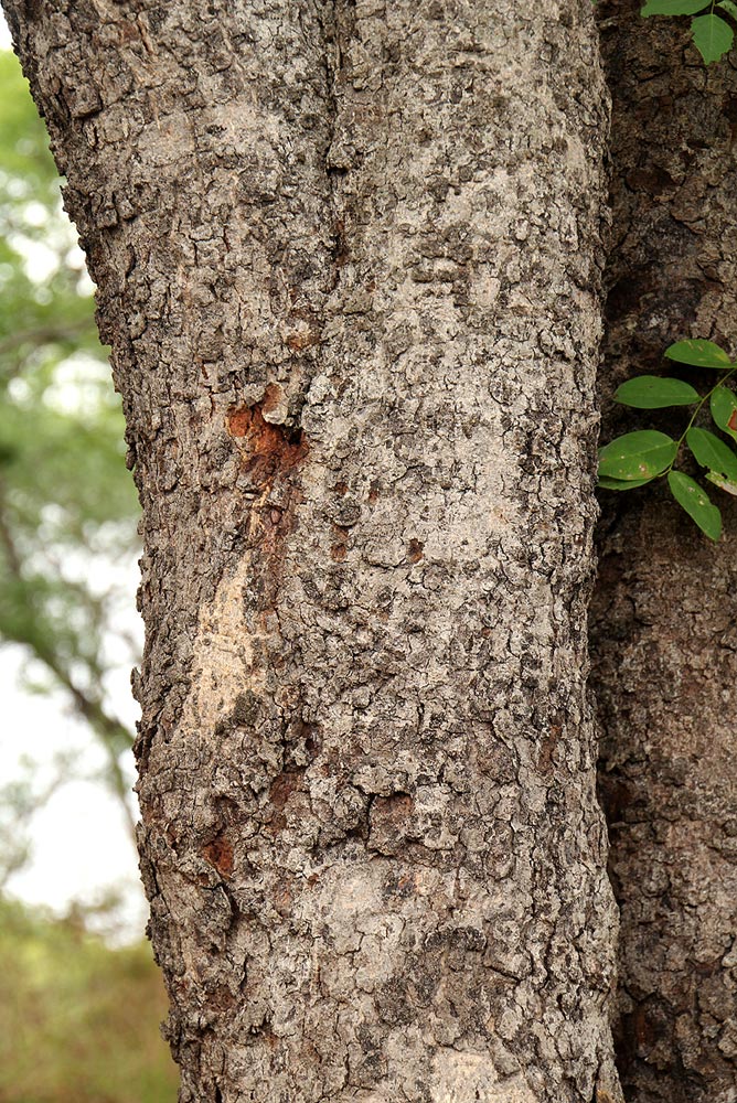 Erythrophleum africanum Erythrophleum africanum