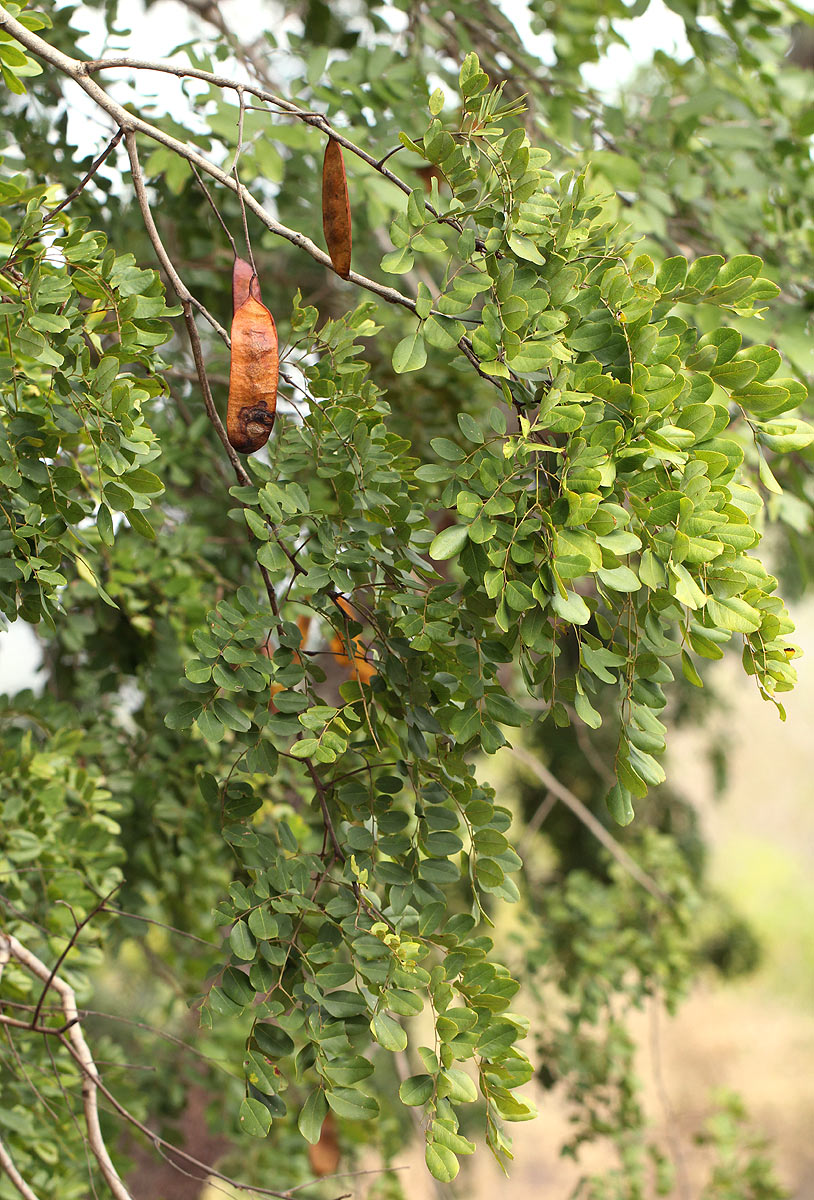 Erythrophleum africanum Erythrophleum africanum