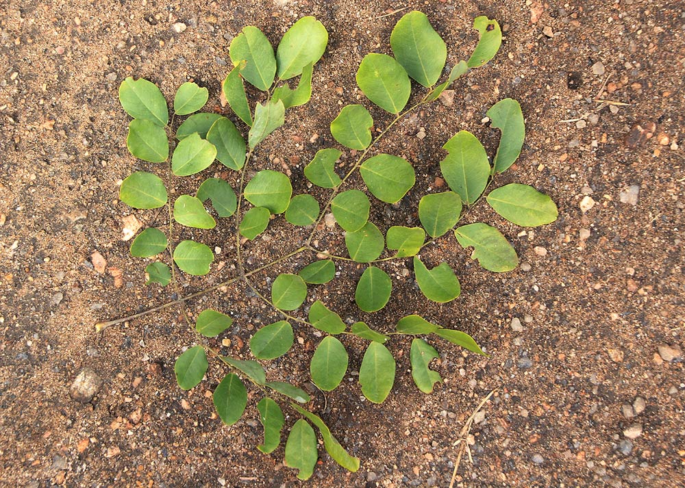 Erythrophleum africanum Erythrophleum africanum