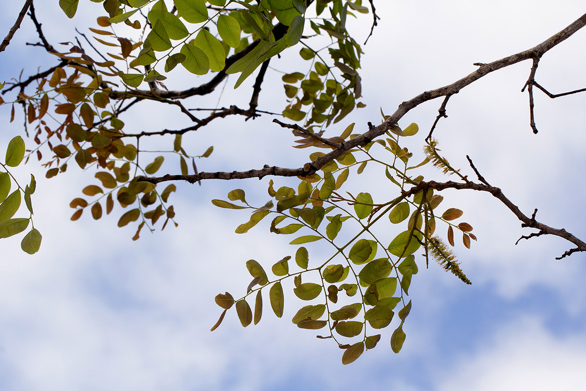 Erythrophleum africanum Erythrophleum africanum