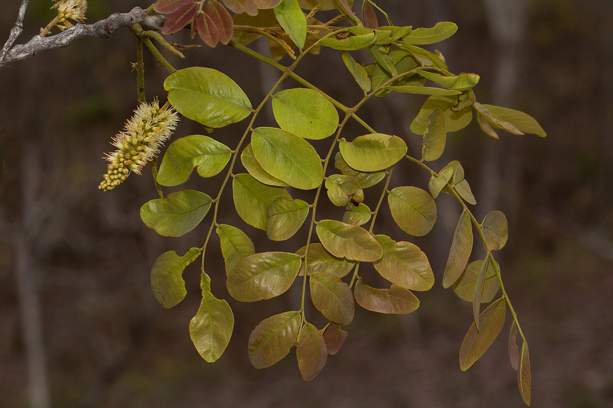 Erythrophleum africanum Erythrophleum africanum