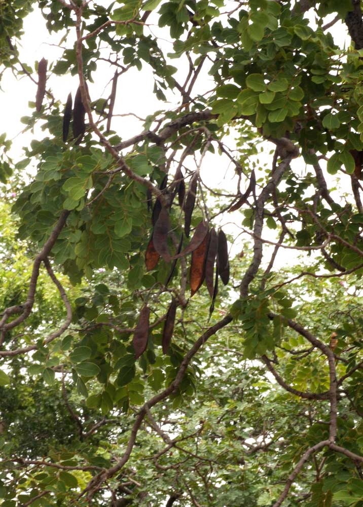 Erythrophleum africanum Erythrophleum africanum