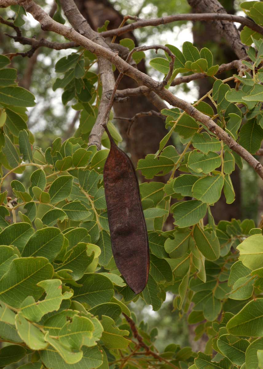 Erythrophleum africanum Erythrophleum africanum