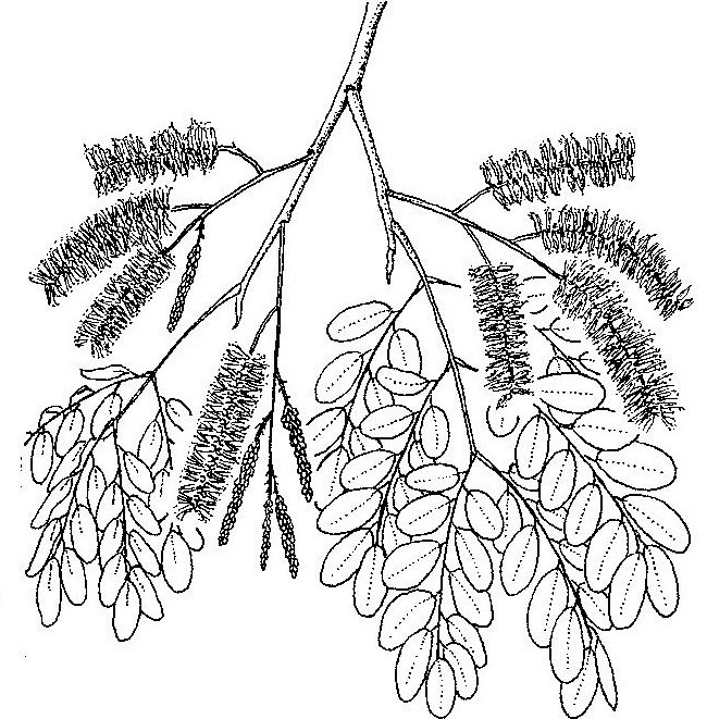 Erythrophleum africanum