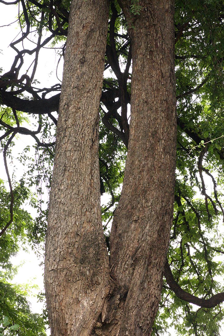 Tamarindus indica Tamarindus indica