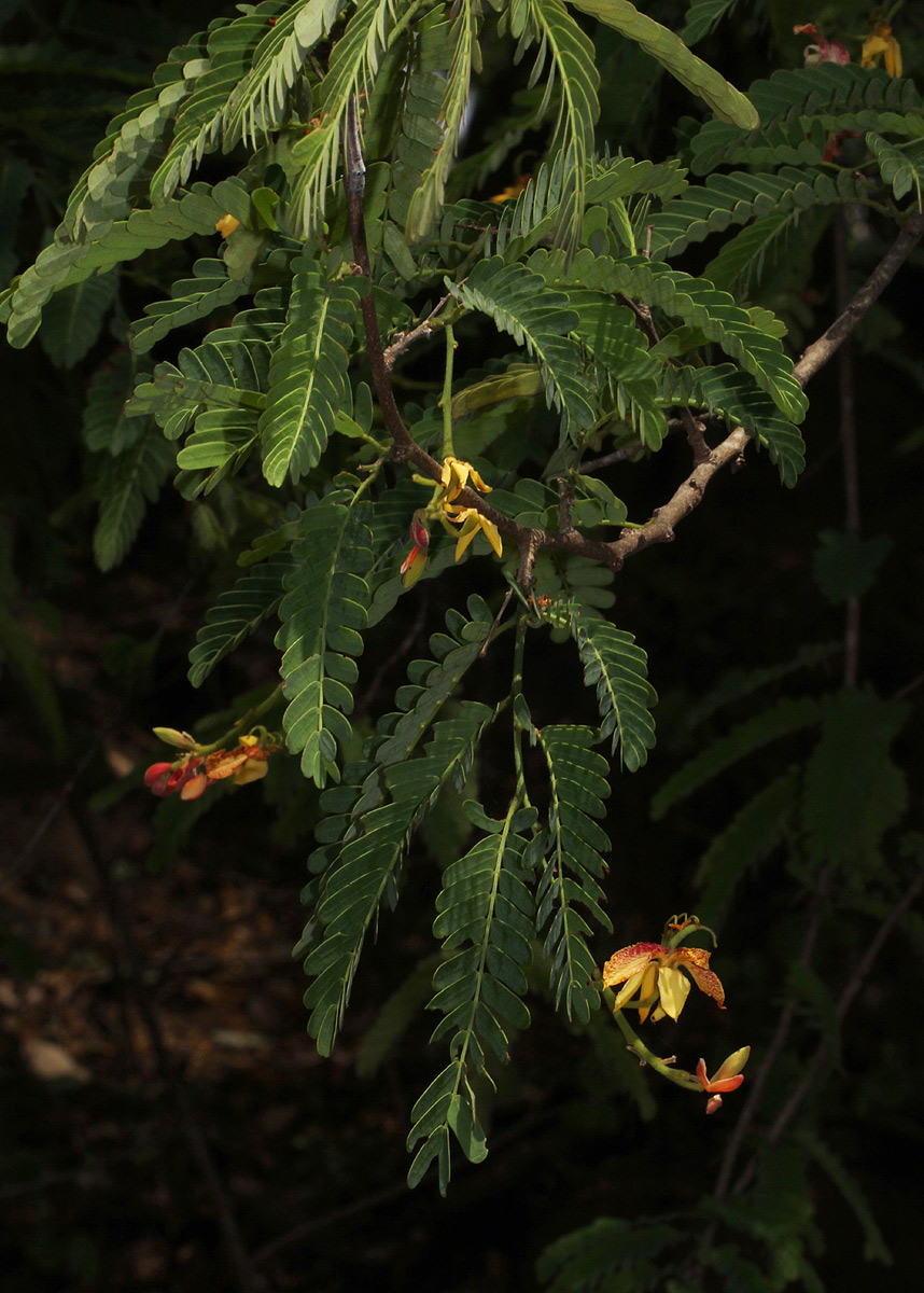 Tamarindus indica Tamarindus indica