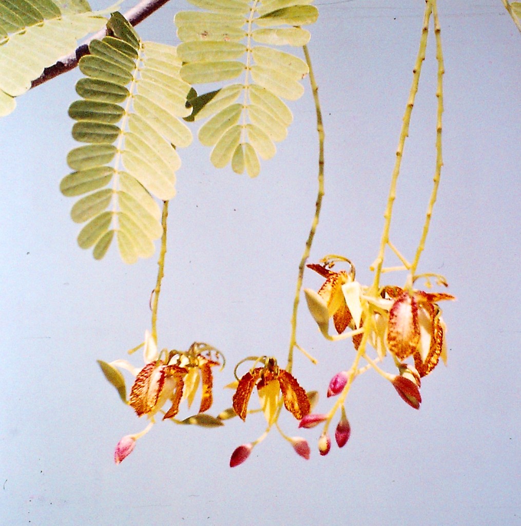 Tamarindus indica Tamarindus indica