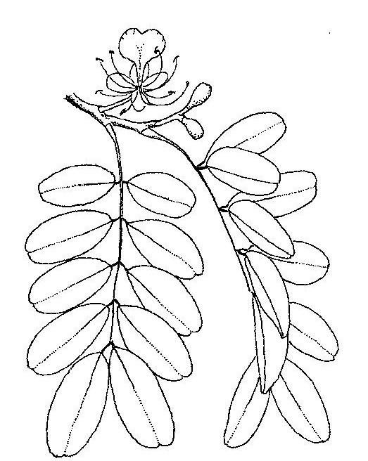 Afzelia quanzensis Afzelia quanzensis