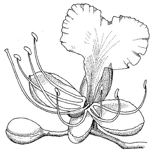 Afzelia quanzensis Afzelia quanzensis