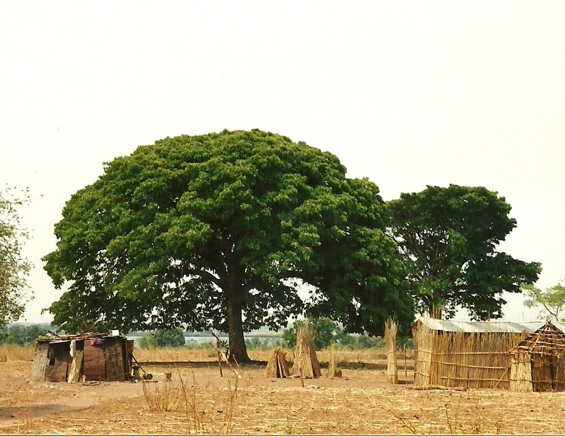 Afzelia quanzensis Afzelia quanzensis