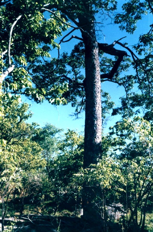 Afzelia quanzensis Afzelia quanzensis