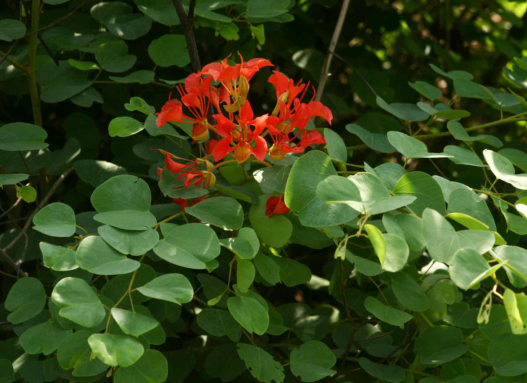 Bauhinia galpinii