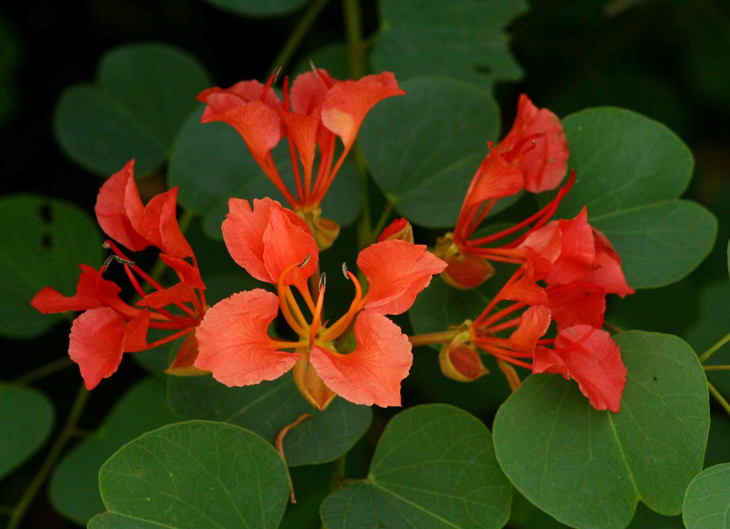 Bauhinia galpinii