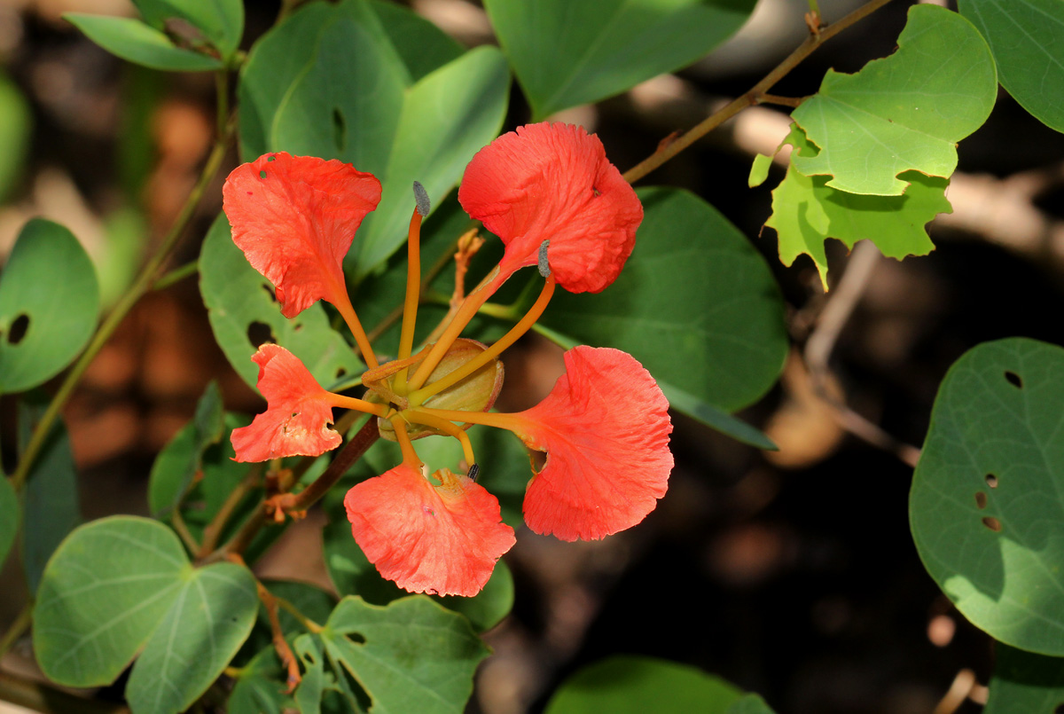 Bauhinia galpinii