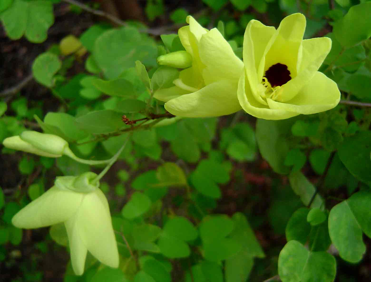 Bauhinia tomentosa