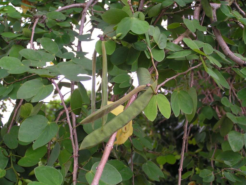 Bauhinia tomentosa Bauhinia tomentosa