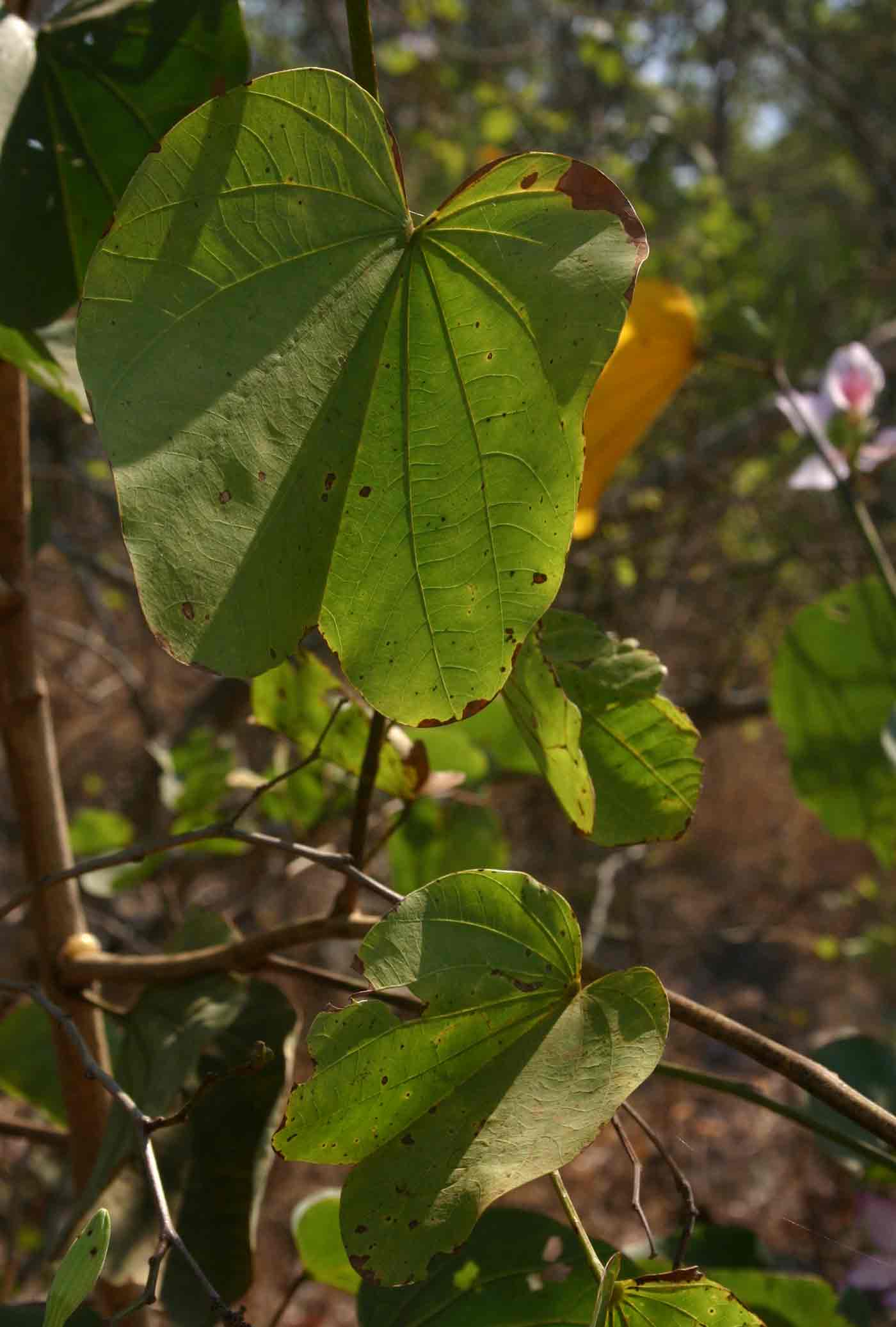 Bauhinia variegata var. variegata Bauhinia variegata var. variegata