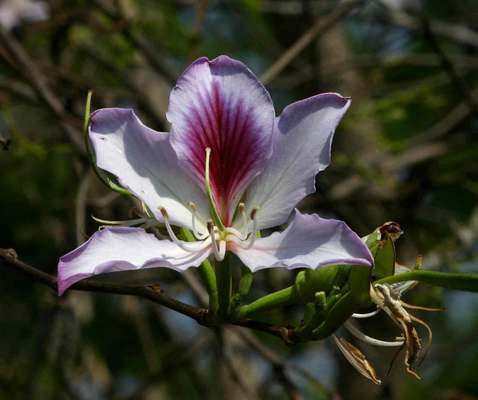 Bauhinia variegata var. variegata Bauhinia variegata var. variegata