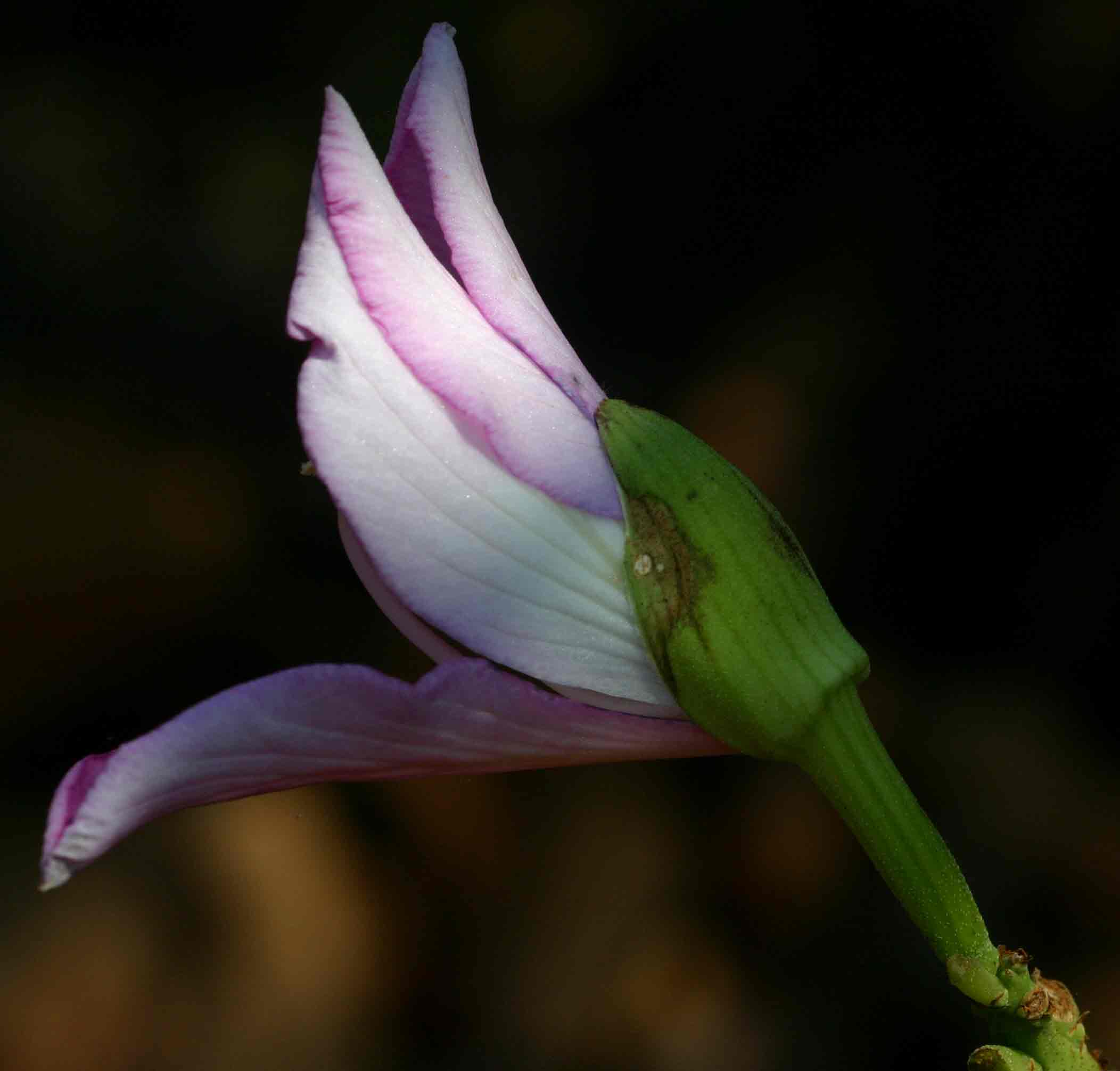 Bauhinia variegata var. variegata Bauhinia variegata var. variegata