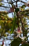 Bauhinia variegata var. variegata