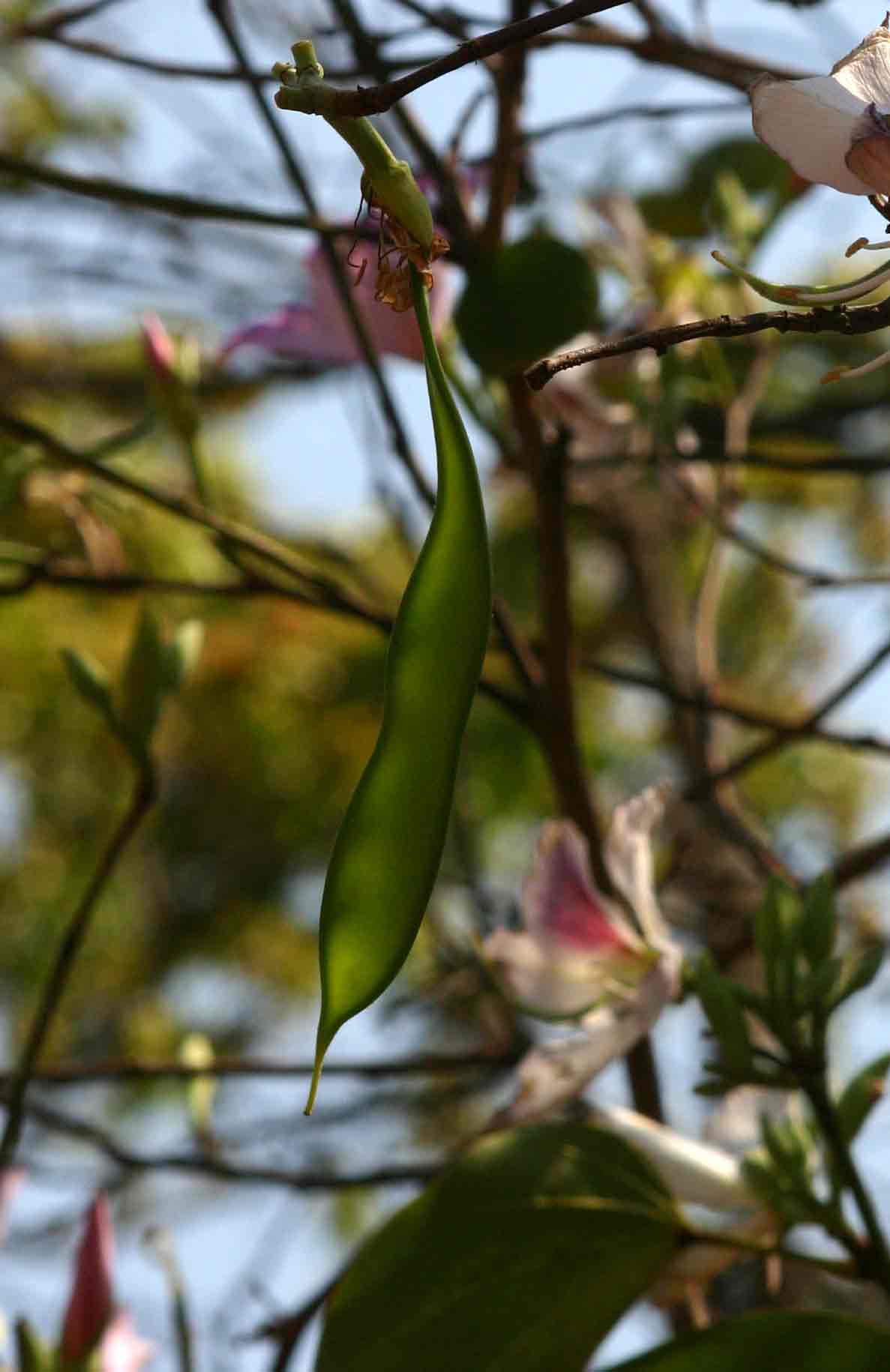 Bauhinia variegata var. variegata Bauhinia variegata var. variegata