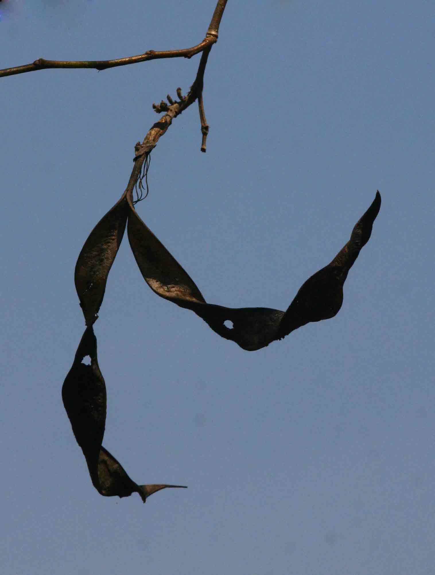 Bauhinia variegata var. variegata