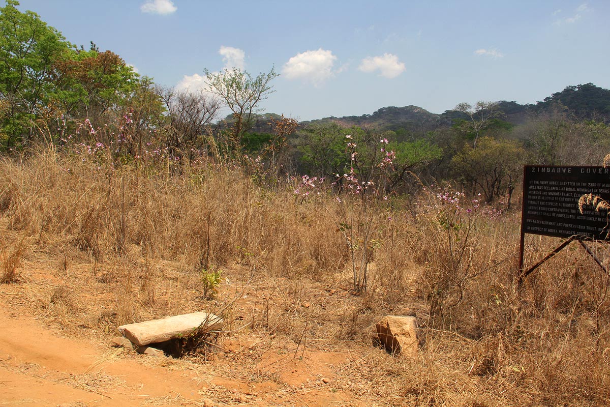 Bauhinia variegata var. variegata Bauhinia variegata var. variegata