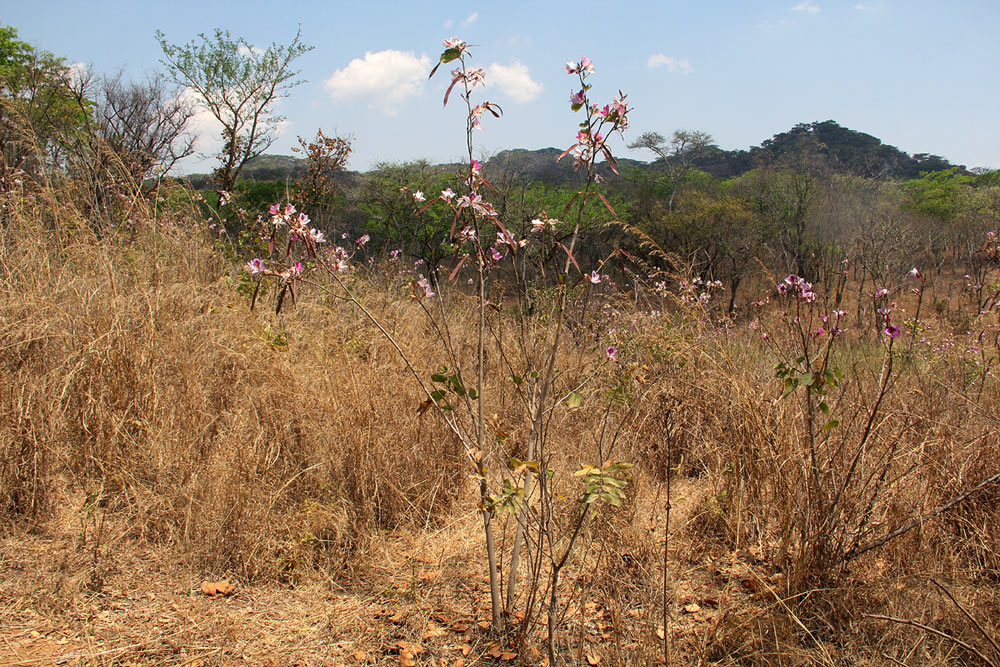 Bauhinia variegata var. variegata Bauhinia variegata var. variegata